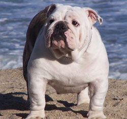 Fat deals american bulldog