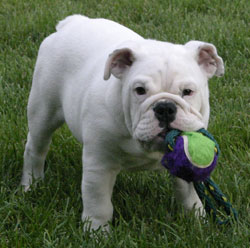 teacup bulldog full grown size